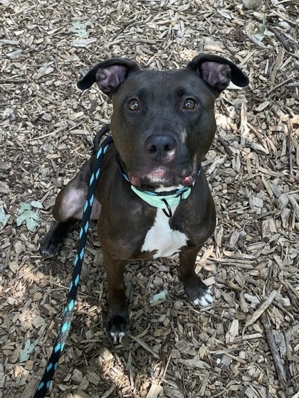 Storybook Forest ( Mabel)