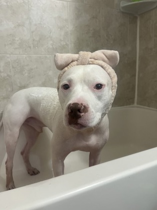 Mixed Breed