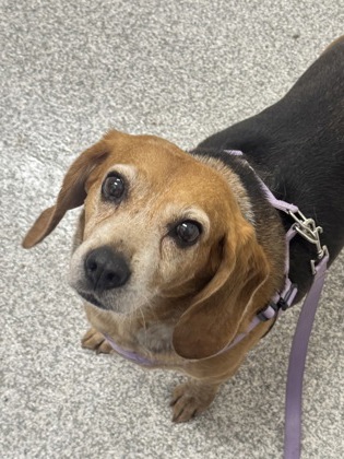 Elf 1, adoptable senior Mixed Breed, Medium (up to 44 lbs fully grown)/Mix