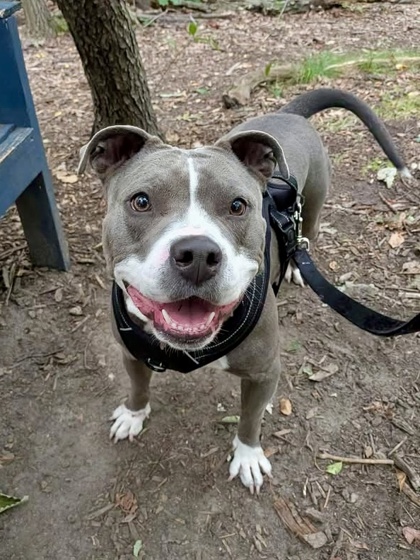Mixed Breed