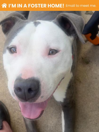 Mixed Breed
