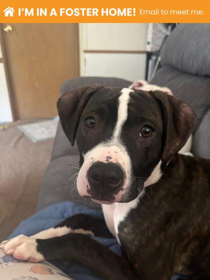 Butterfly Clip 1 (kuro)