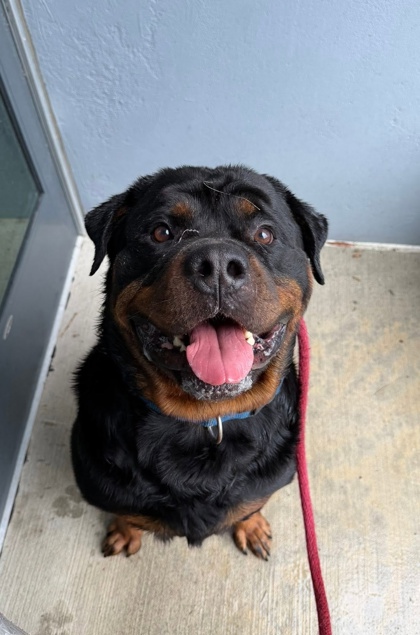 Mixed Breed
