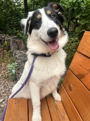 Mixed Breed