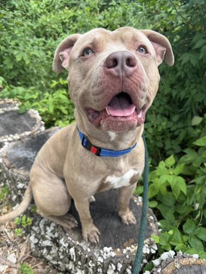 Mixed Breed