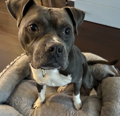 Mixed Breed