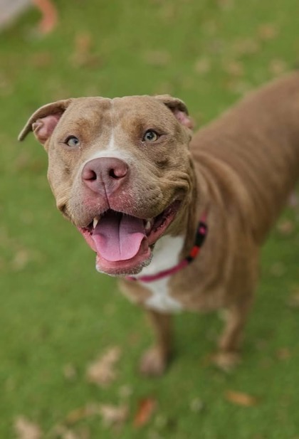 Mixed Breed