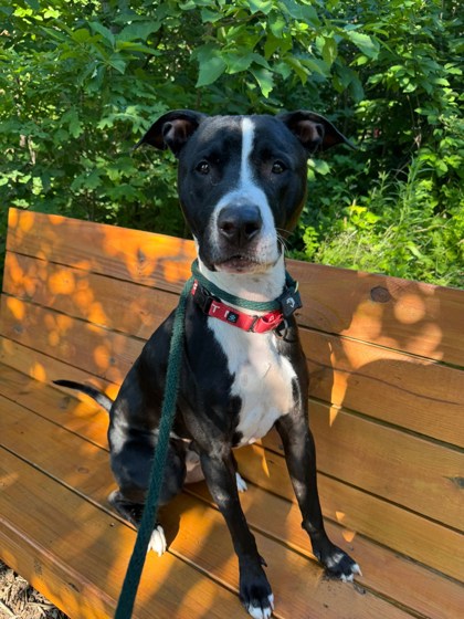 Mixed Breed