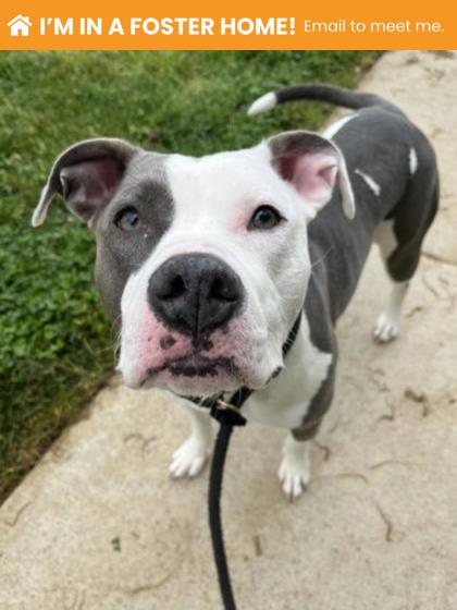 Fig (cali)