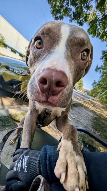 Mixed Breed