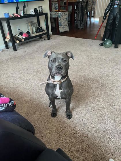 Evie