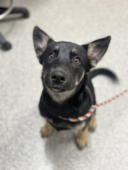 Mixed Breed