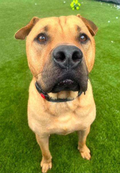 Mixed Breed