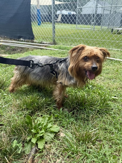 Mixed Breed