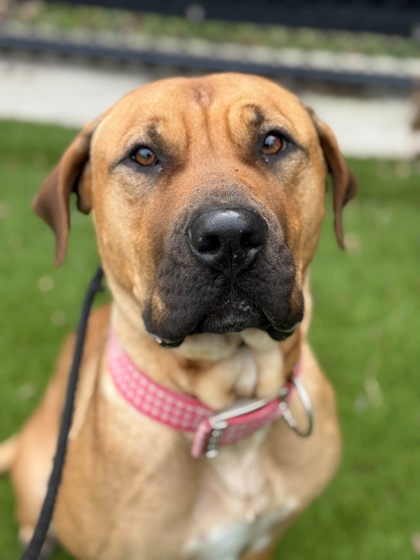 Mixed Breed