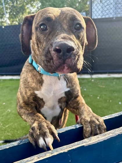 Mixed Breed