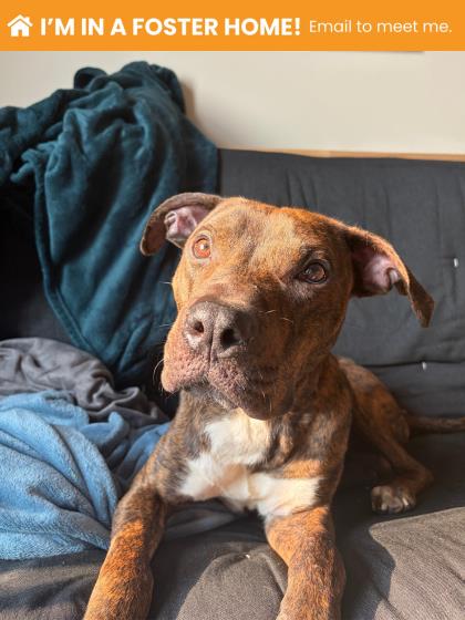 Mixed Breed