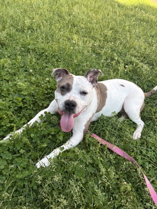 Mixed Breed