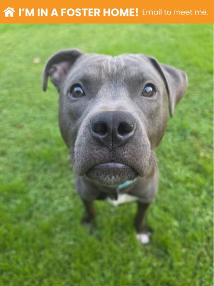 Mixed Breed