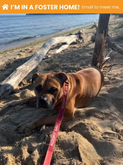 Max, adoptable senior Mixed Breed, Large (over 44 lbs fully grown)/Mix