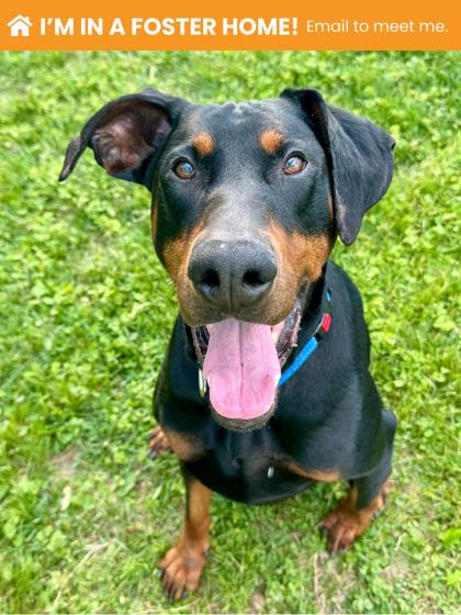 Mixed Breed