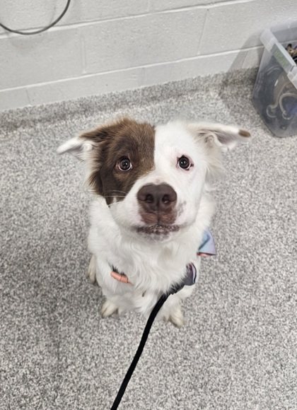 Mixed Breed