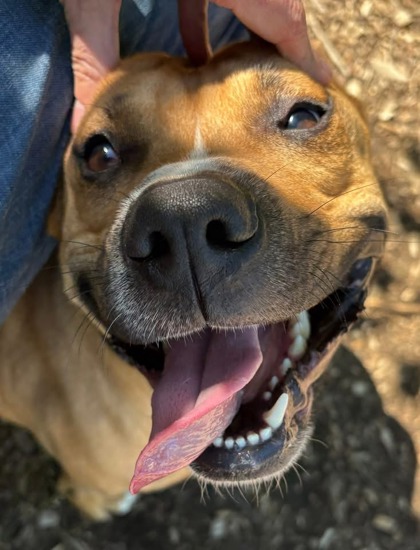 Mixed Breed