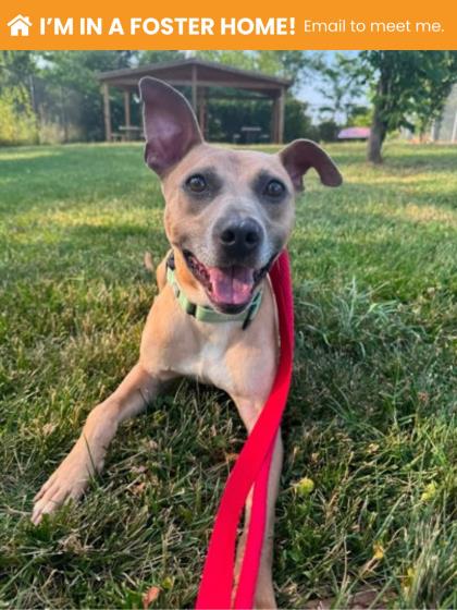 Tate