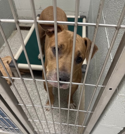 Fennel, adoptable senior Mixed Breed, Large (over 44 lbs fully grown)/Mix