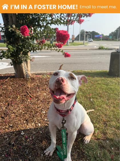 Mixed Breed