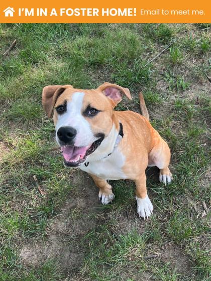Mixed Breed