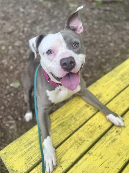 Mixed Breed