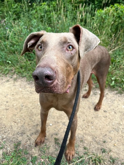 Mixed Breed