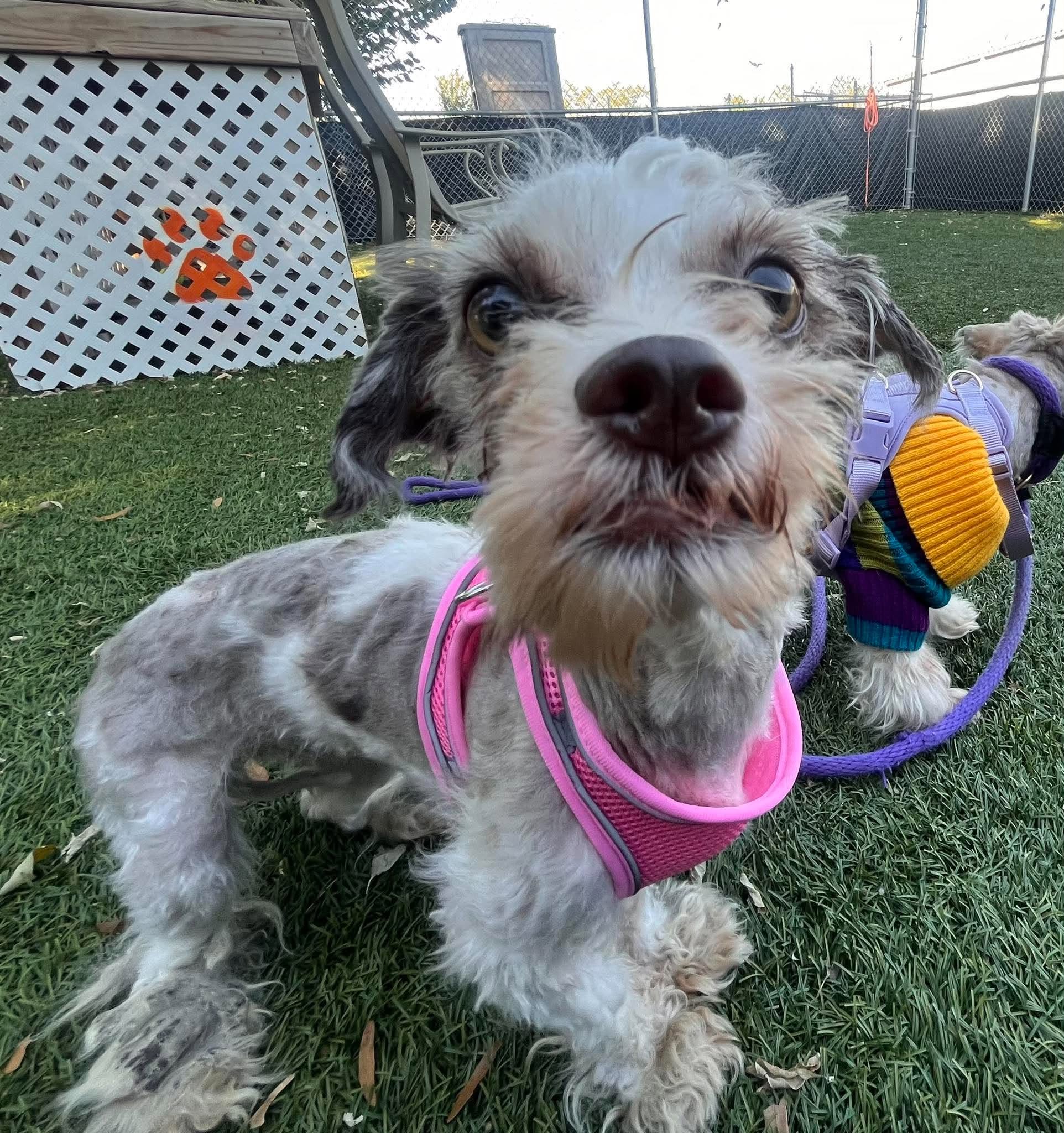 Tweedledee (coco)