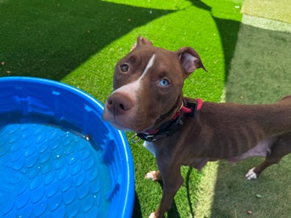 Mixed Breed