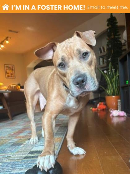 Mixed Breed