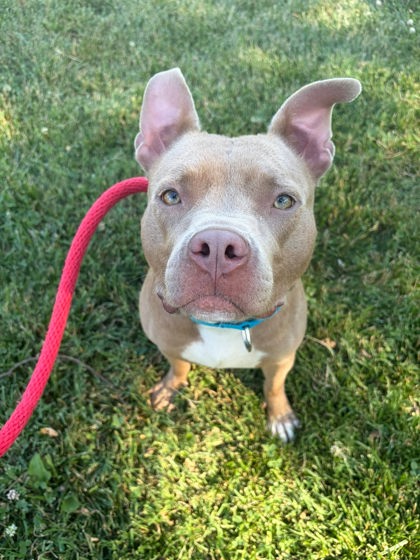 Mixed Breed