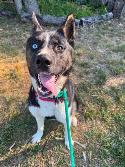 Mixed Breed
