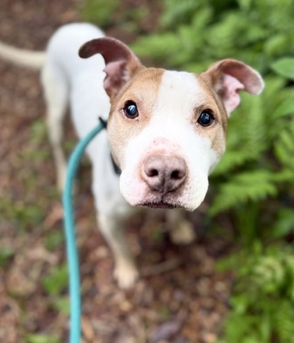 Mixed Breed