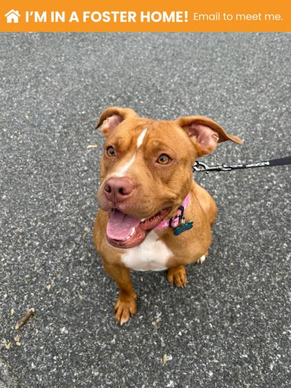 Mixed Breed