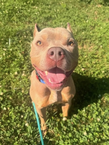 Mixed Breed