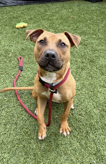 Mr. Tiggywinkle (boomslang 6)