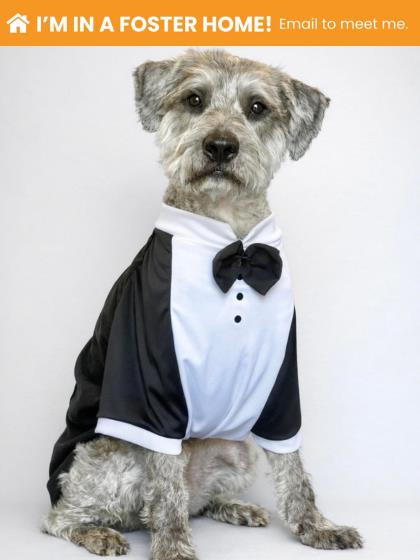 Professor Pooch (smitty)