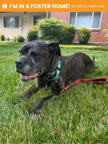 Strudel, adoptable senior Mixed Breed, Large (over 44 lbs fully grown)/Mix