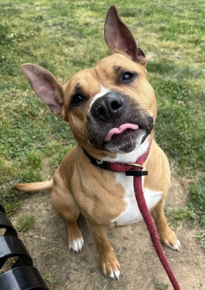 Mixed Breed