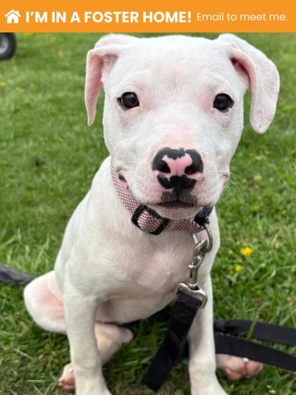 Butterfly Clip 2 (yuki)