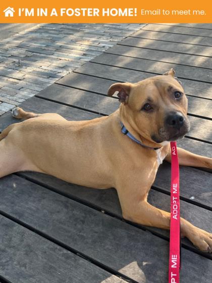 Monroe, adoptable senior Mixed Breed, Large (over 44 lbs fully grown)/Mix