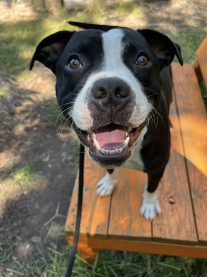 Mixed Breed