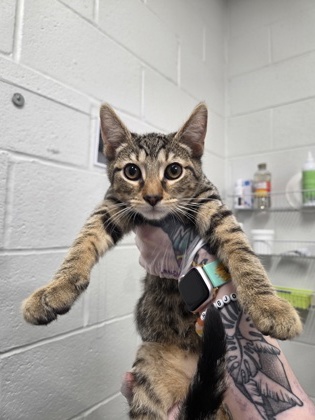 Robot Chicken 3 (pink)