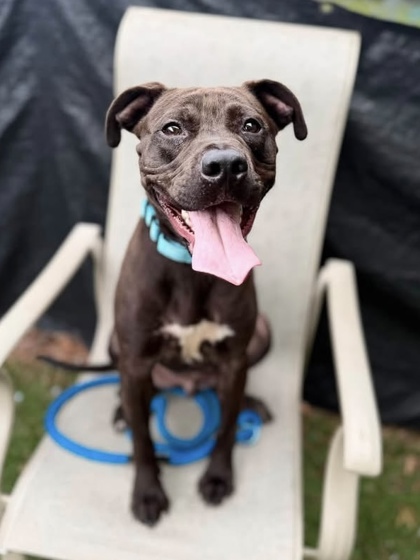 Mixed Breed